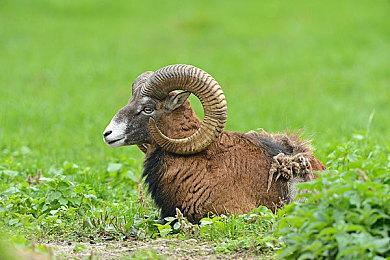 《怪物猎人：荒野》x Fender吉他联动任务现已开启